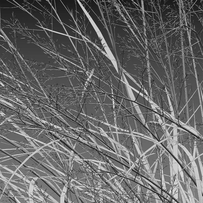 Panicum virgatum (Switchgrass) — Ver 3