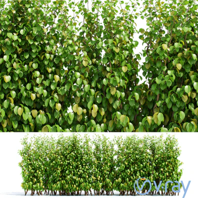 Hedge — descargar