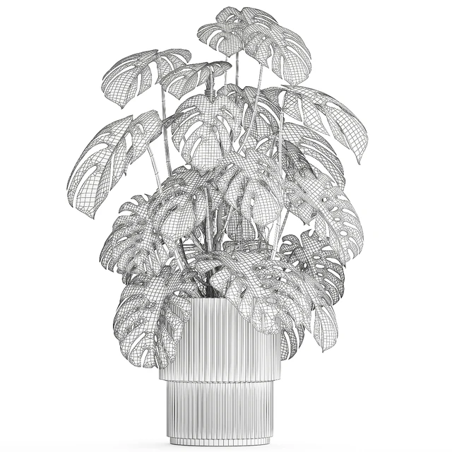 Красивый интерьерный куст растения Монстера в белом цветочном горшке. Коллекция растений 1288 — Скачать