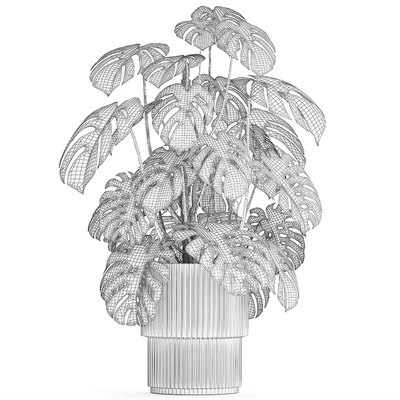 Красивый интерьерный куст растения Монстера в белом цветочном горшке. Коллекция растений 1288 — Вид 3