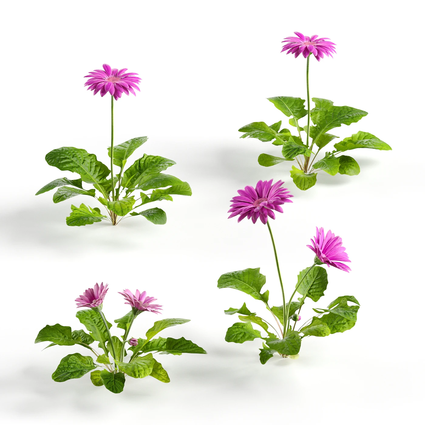 flowers and weeds 004 — Descargar