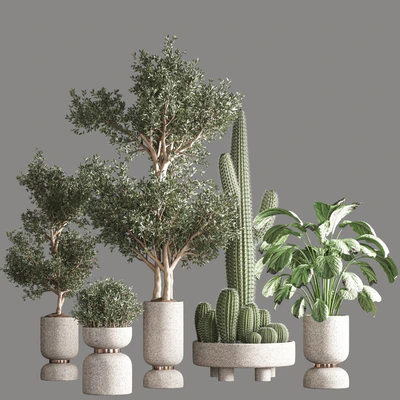indoor plant set21 — Вид 1