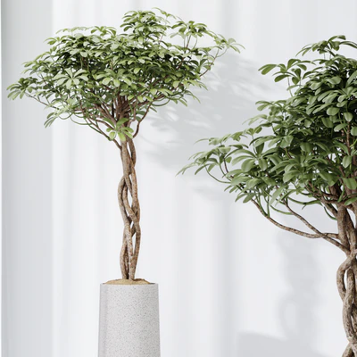HQ HousePlants Schefflera Arboricola Umbrella Set02 — Вид 2