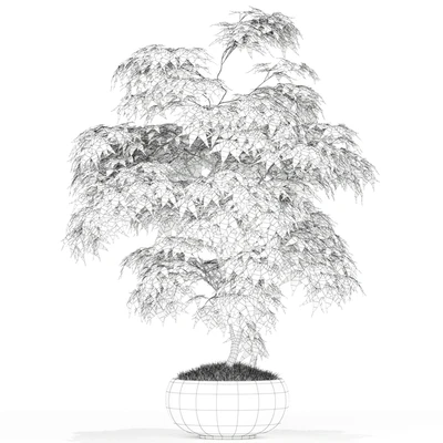 Plants collection 165 — Вид 2