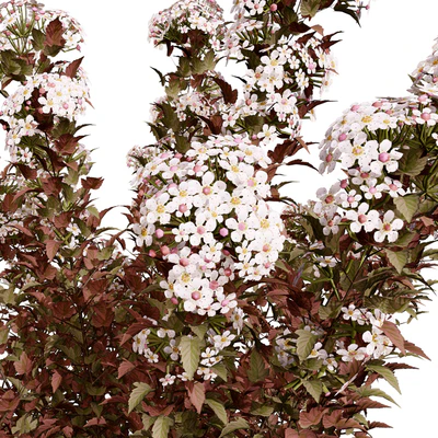 Tiny Wine Ninebark Shrub 3D Model — Вид 4