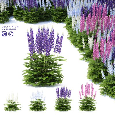 Delphinium hybrid flowers | Delphinium hybridum — Ver 1