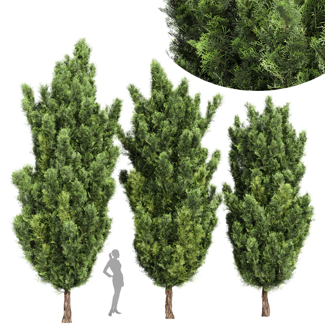Italian Cypress High details Tree — Скачать