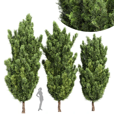 Italian Cypress High details Tree — Вид 1