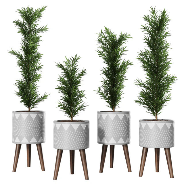 Podocarpus Vase Plant — Descargar