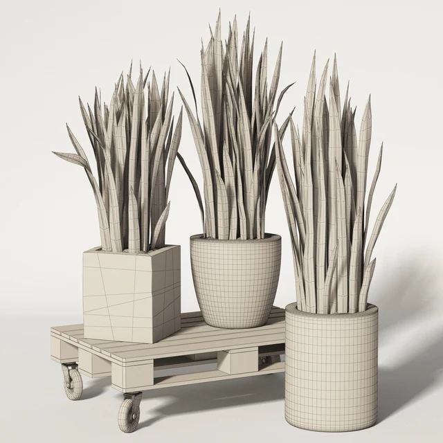 Sansevieria — Descargar