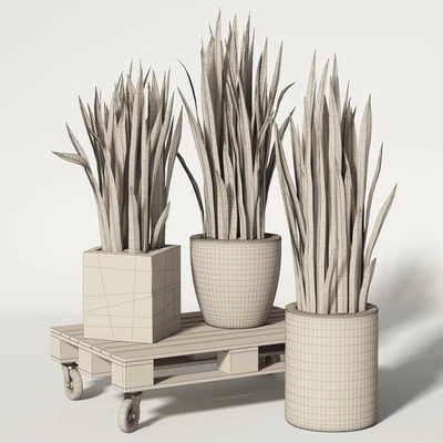 Sansevieria — Ver 2