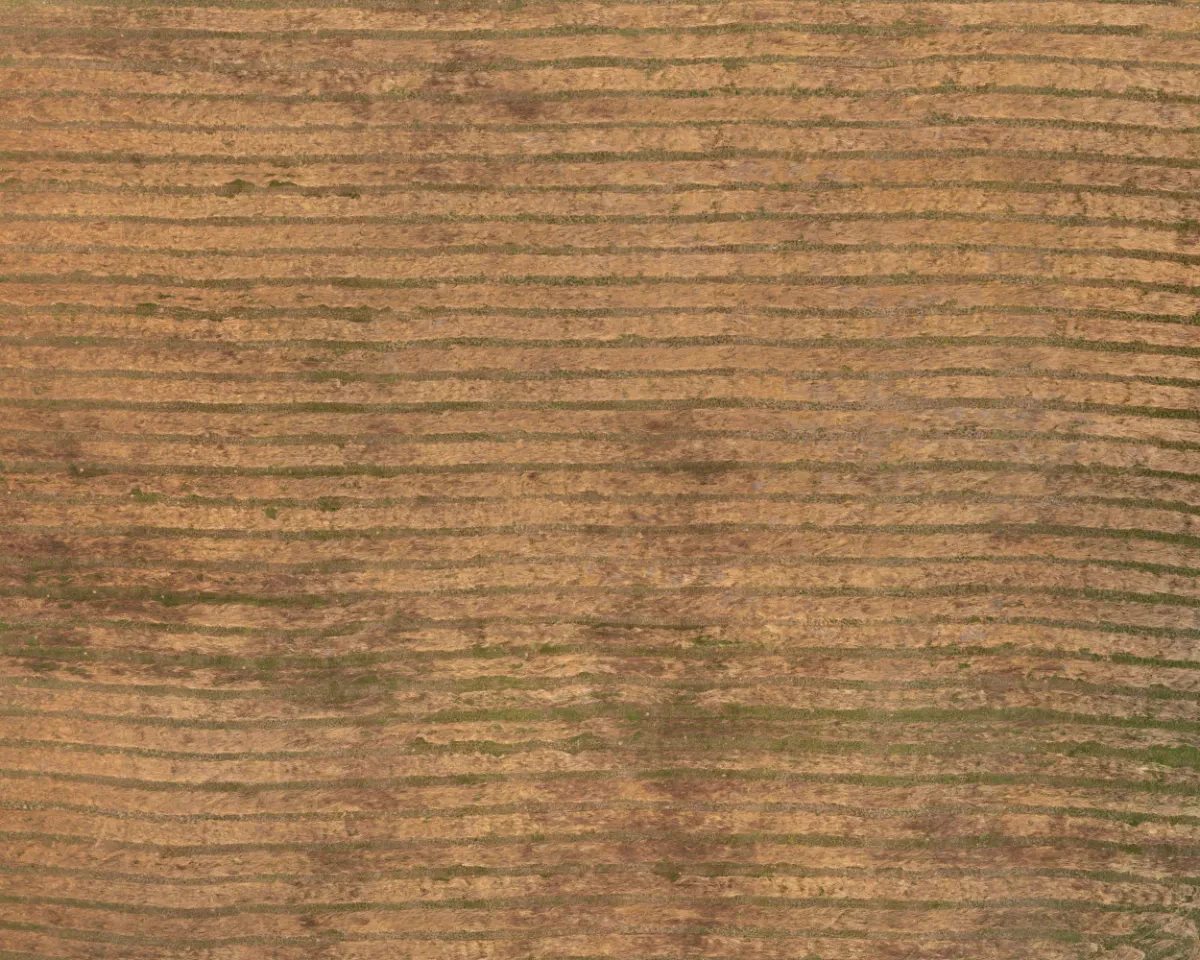 field summer 039 — Скачать