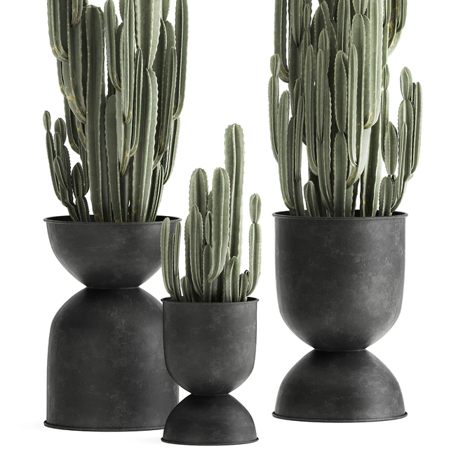 A collection of plants of beautiful cacti in black metal pots with Cereus. Set 898. — Descargar