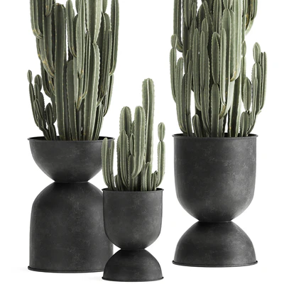 A collection of plants of beautiful cacti in black metal pots with Cereus. Set 898. — Ver 3