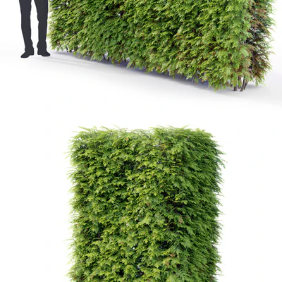 Thuja hedge — Ver 2