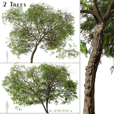Set of Brazilian Pepper Tree (Schinus terebinthifolia) (2 Trees) — скачать