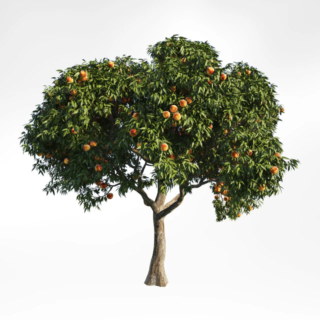 peach tree 8 — Descargar