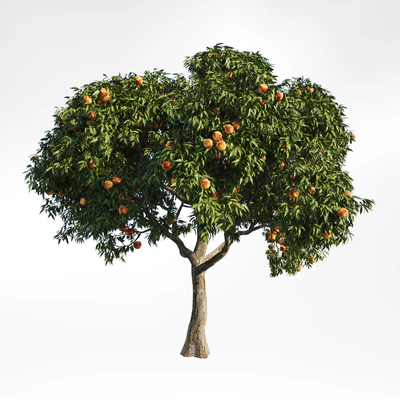 peach tree 8 — Ver 1