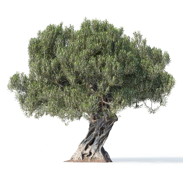 Дерево оливы 8 (Olive tree 8) — Скачать