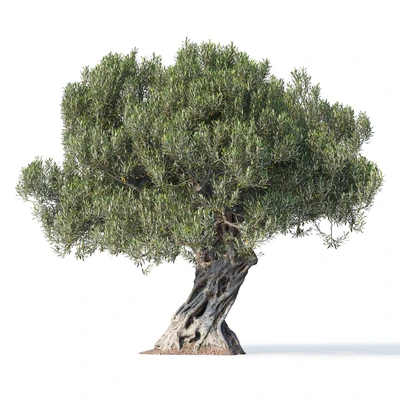 Дерево оливы 8 (Olive tree 8) — Вид 2