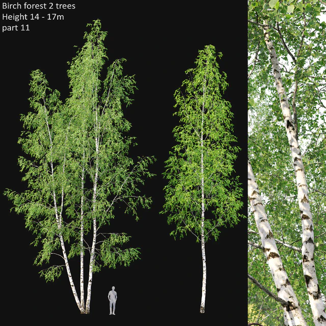 Birch — Скачать