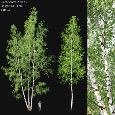 Birch — Вид 1