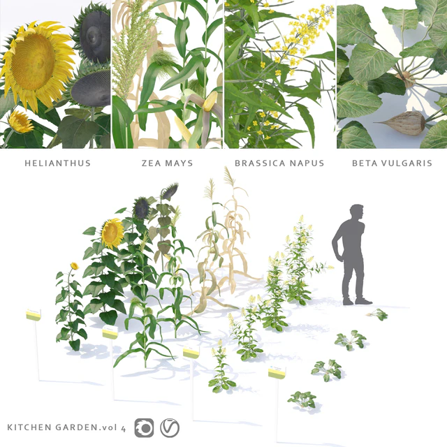 Vegetable garden | Kitchen garden.vol 4 — Descargar