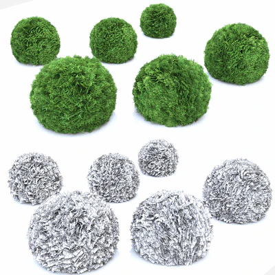 Thuja Danica — Ver 2