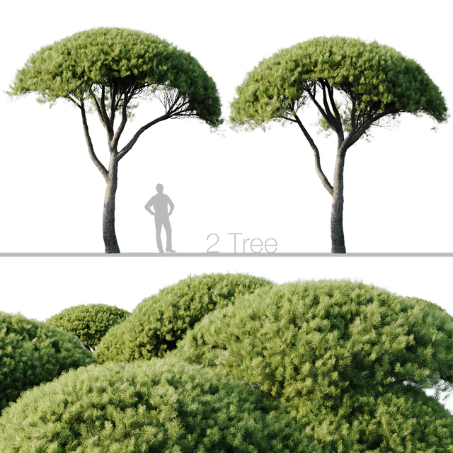 Pinus Pinea 13m and 12m — Descargar