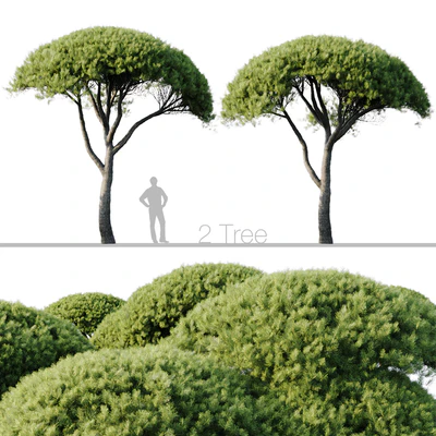 Pinus Pinea 13m and 12m — Ver 1