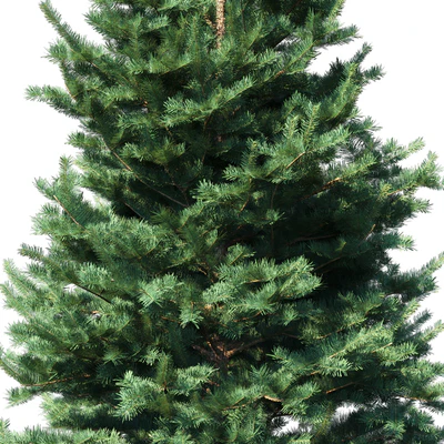 Abies Concolor 6 - 7m — Ver 3
