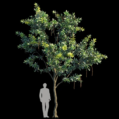 Barringtonia Acutangula Var 2 — Ver 1