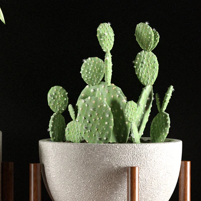 PLANTS 98 — Вид 2