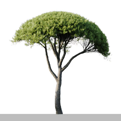 Pinus Pinea 13m and 12m — Ver 3