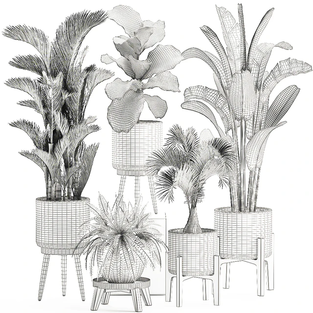 Collection of plants in white pots on legs with Dipsis palm, banana, fern, ficus lirata, strelitzia, ravenala. Set 573. — Descargar