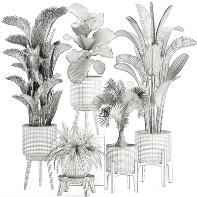 Collection of plants in white pots on legs with Dipsis palm, banana, fern, ficus lirata, strelitzia, ravenala. Set 573. — Ver 4