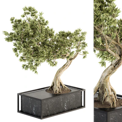 indoor Plant Set 225 - Bonsai Plant — Ver 3