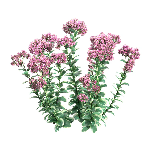Sedum Autumn Charm — Скачать