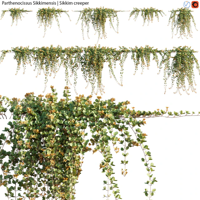Parthenocissus Sikkimensis - Sikkim creeper - 02 — Descargar
