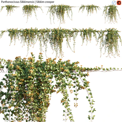 Parthenocissus Sikkimensis - Sikkim creeper - 02 — Ver 2