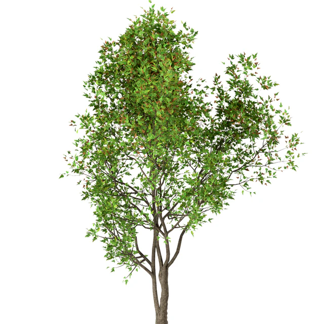 Set of Acer Ginnala Trees (Amur Maple) (4 Trees) — Скачать