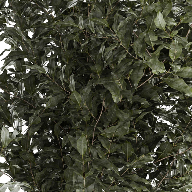 Beautiful interior tree in a modern pot Ficus benjamina. 1232 — Descargar