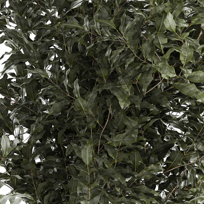 Beautiful interior tree in a modern pot Ficus benjamina. 1232 — Ver 4
