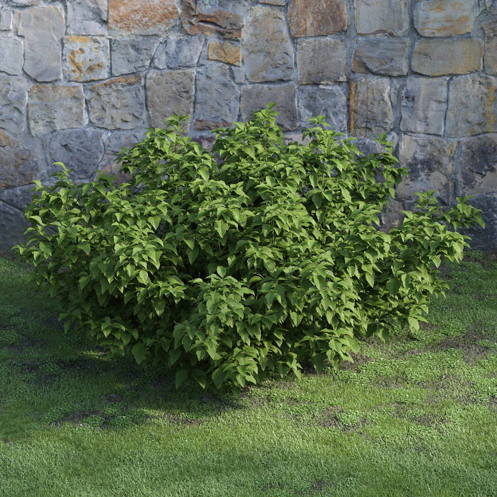 plants and bushes 045 — Скачать