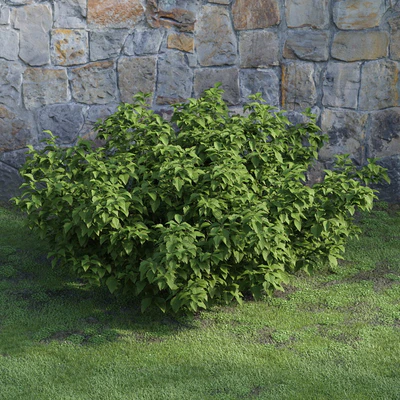 plants and bushes 045 — Скачать
