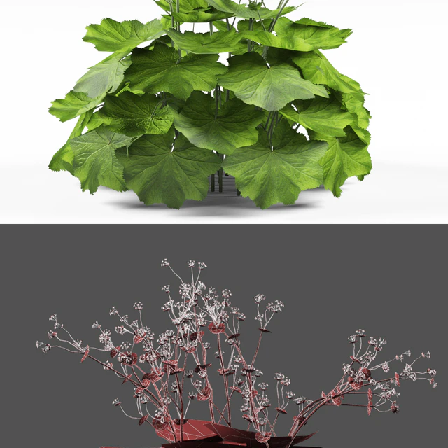 Soft bush cuff | Alchemilla mollis — Descargar