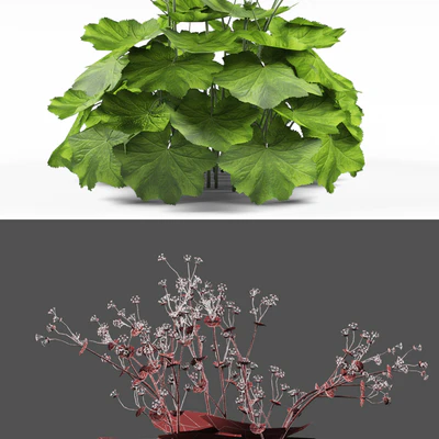 Soft bush cuff | Alchemilla mollis — Ver 3