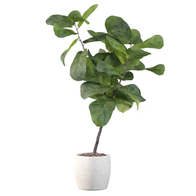 Plants collection 101 - ficus lyrata — View 3