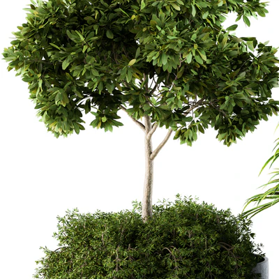 Outdoor Plants Broadleaf - Set 81 — Вид 3