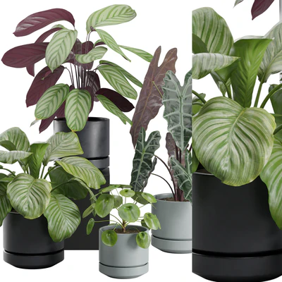 Indoor Plant Pack 30 — View 5